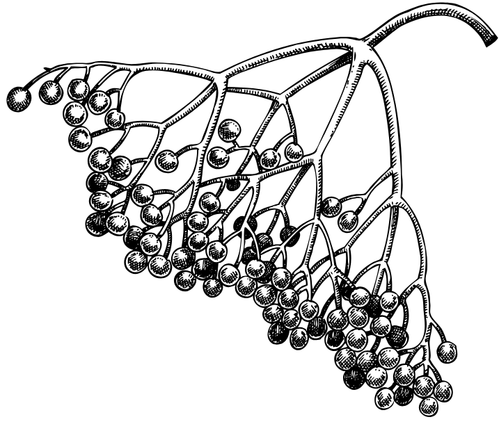 Gen&egrave;vre