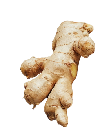Gingembre