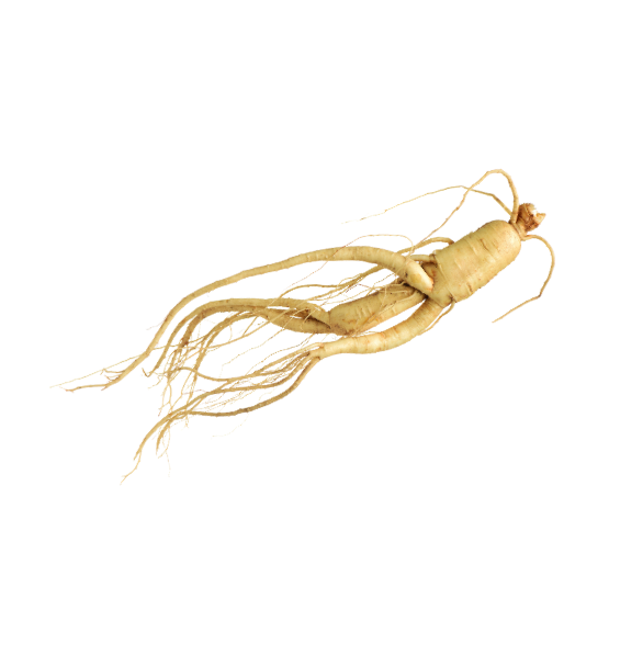 Ginseng