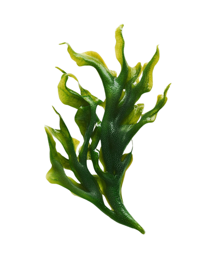 Spiruline