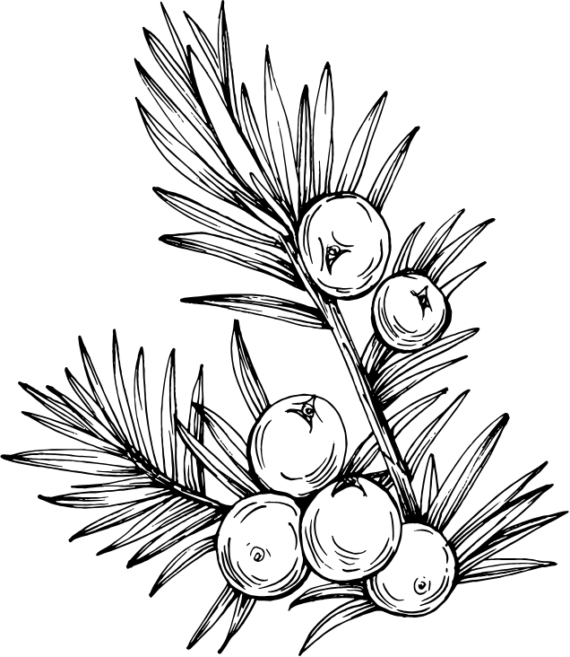 Sureau